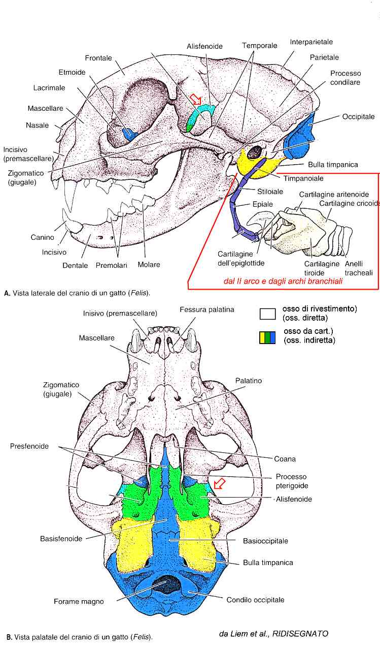 Il cranio degli animali